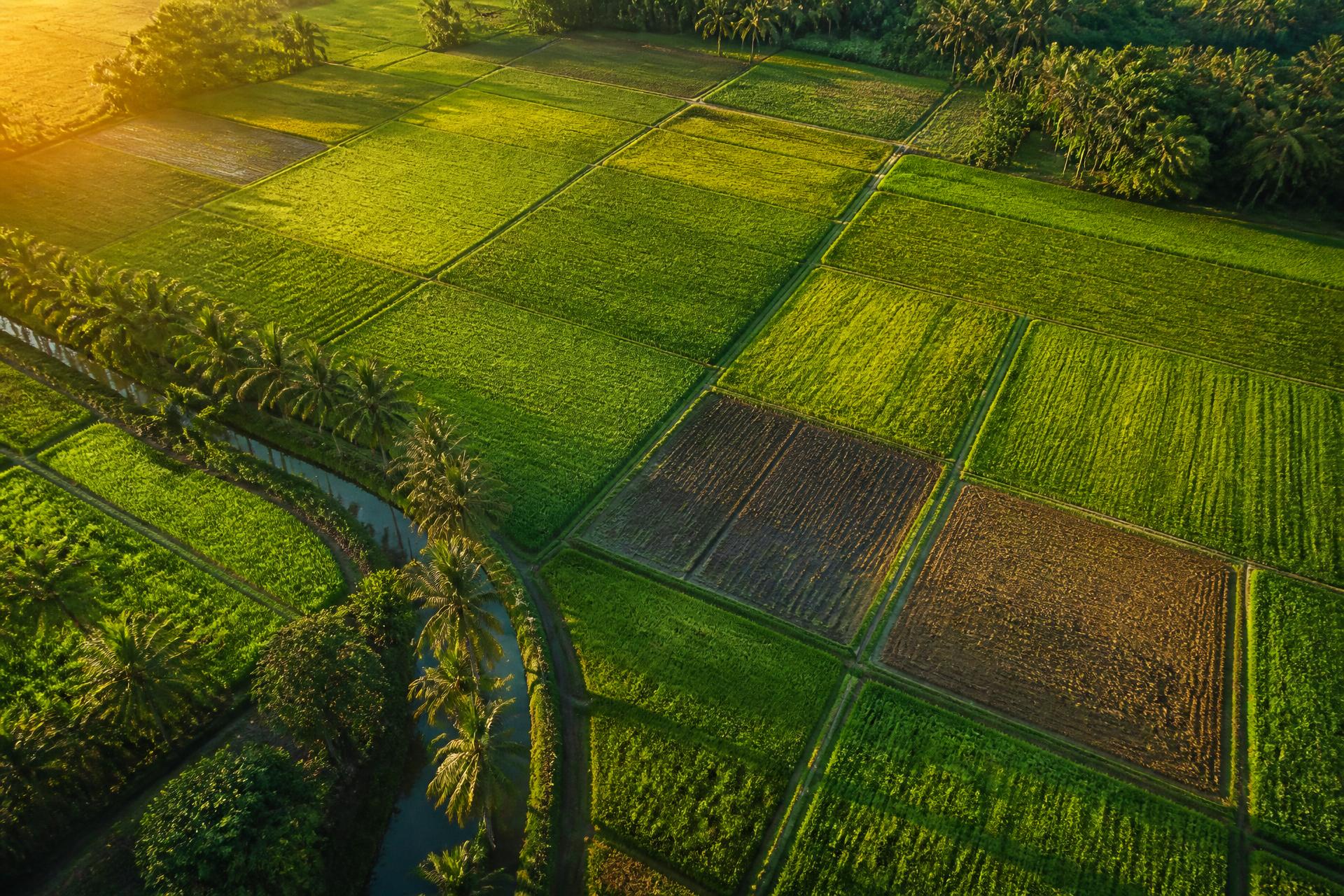 Aerial view of green agricultural farmland divided into surveyed plots